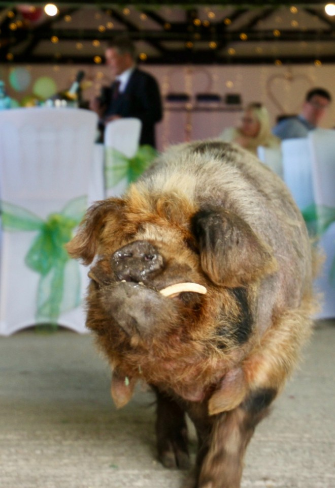 Felix the pig