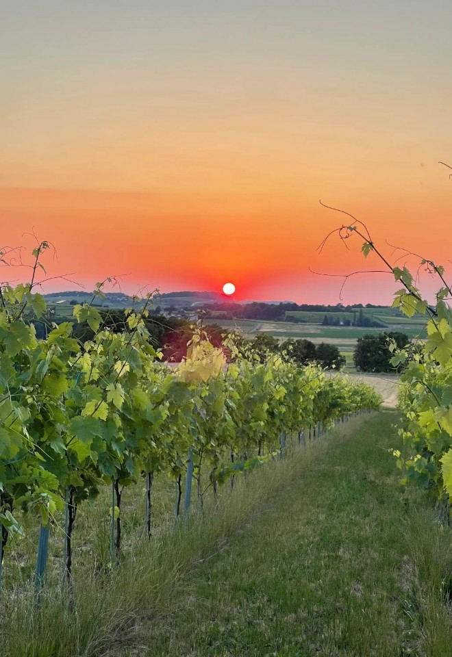 Vineyard at Paradis des Vignes