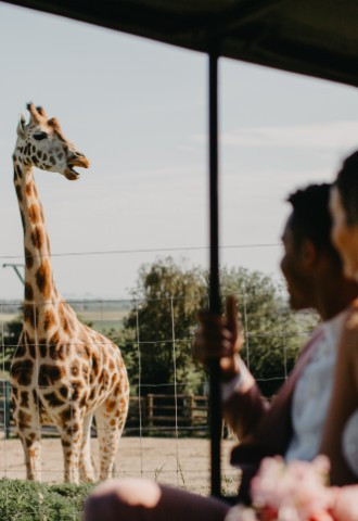 Safari Experience