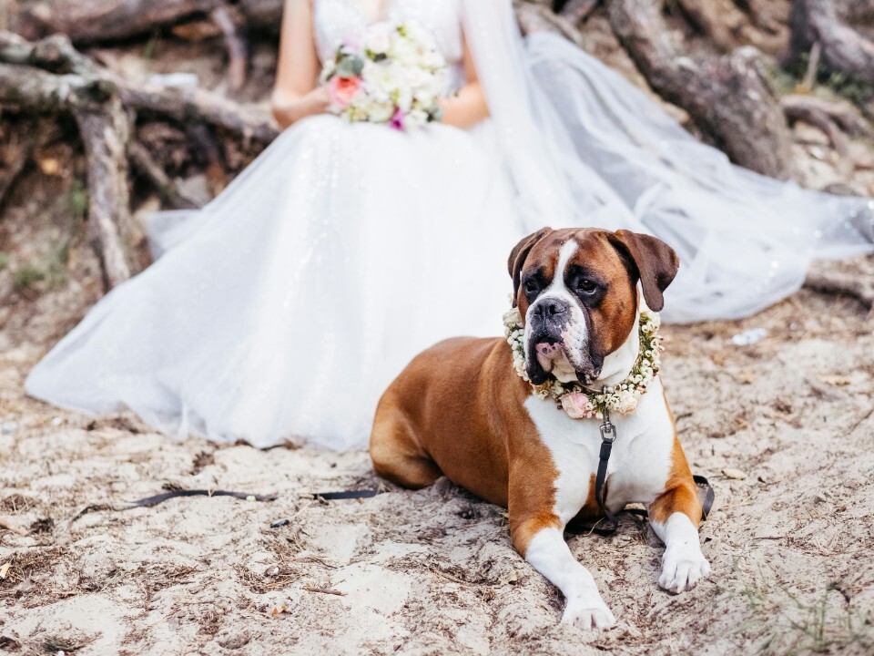 bride with her dog sitting in front of her at wedding ceremony
