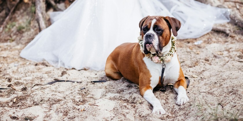 bride with her dog sitting in front of her at wedding ceremony