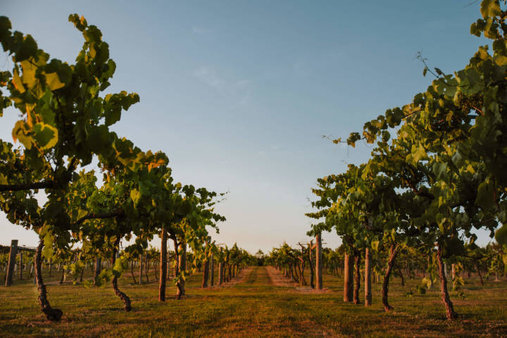 Wickham Estste previously Three Choirs Vineyard Venues in Hampshire