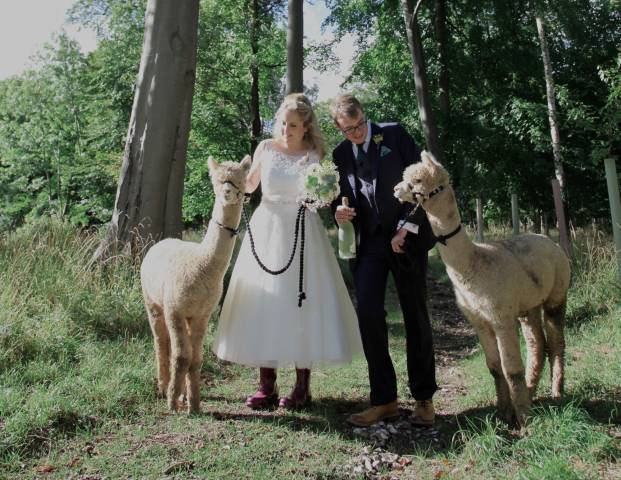 Alpacas for Hire for weddings and Parties, Derbyshire