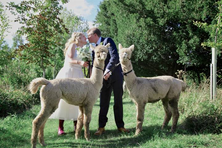 Alpacas for Hire for weddings and Parties, Derbyshire