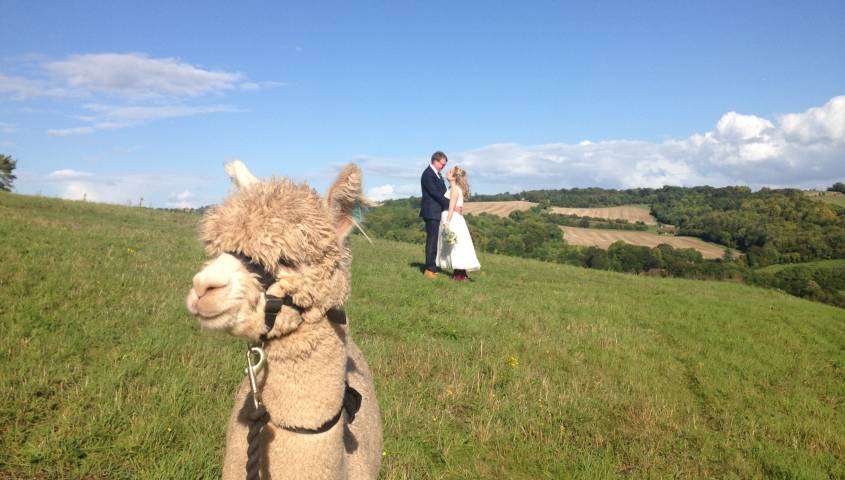 Alpacas for Hire for weddings and Parties, Derbyshire