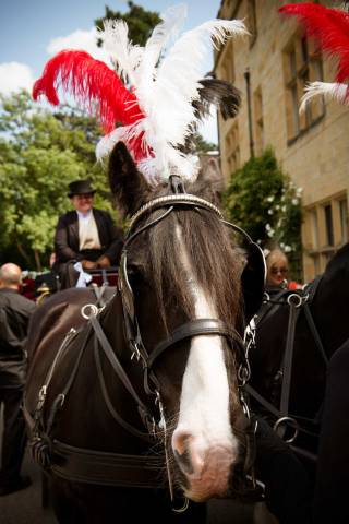Just Dandy Horse & Carriage,Cars & Horse Drawn Carriages in Kent
