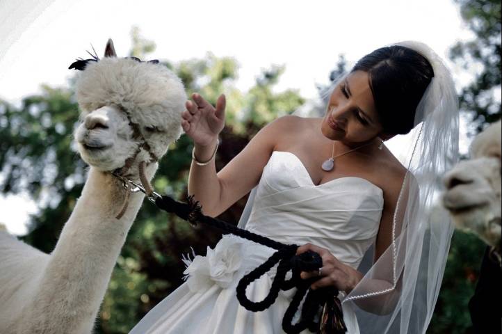 Alpacas for Hire for weddings and Parties, Derbyshire