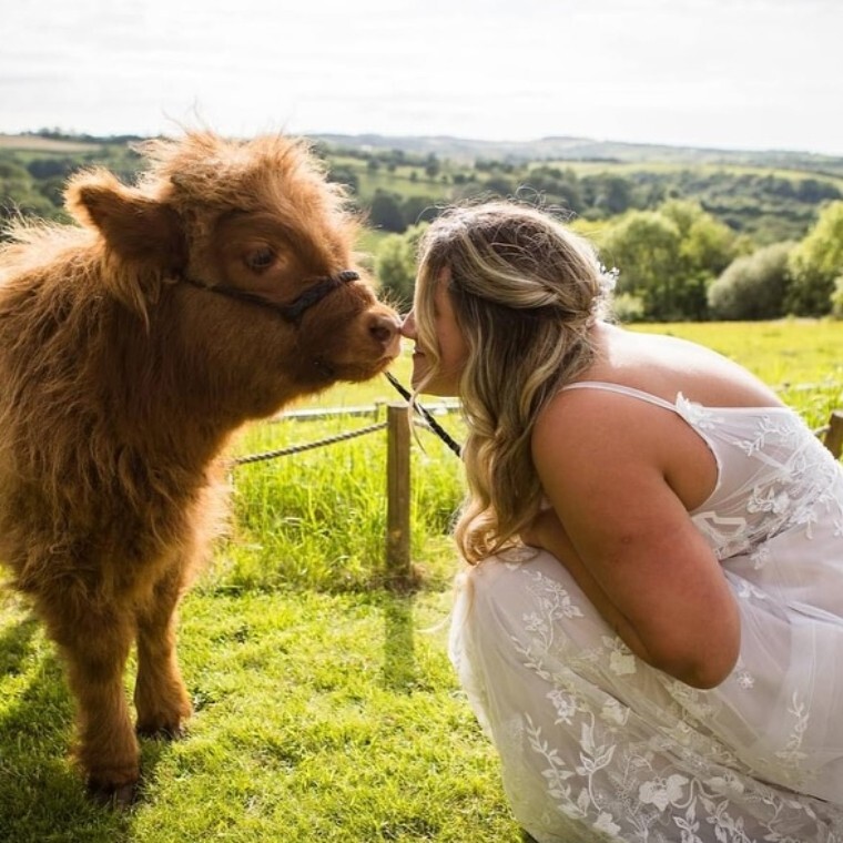 Brides & Highland Cows