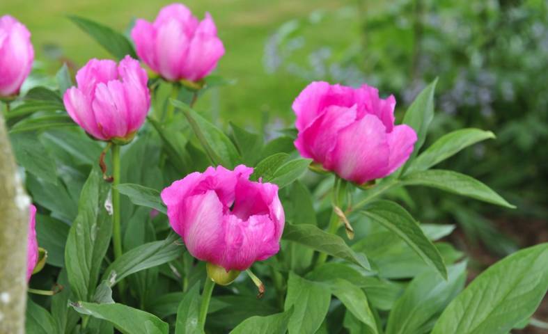 Pamber Place Gardens,Venues in Hampshire