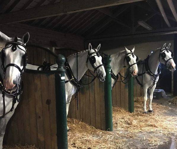 S&W Horse Drawn Carriage Hire Transport in Bridgend