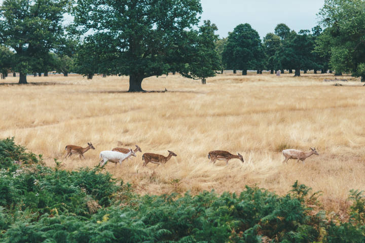 Wildlife surrounding the venue