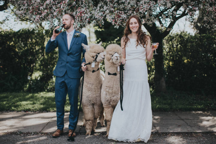 Alpacas for Hire for weddings and Parties, Derbyshire