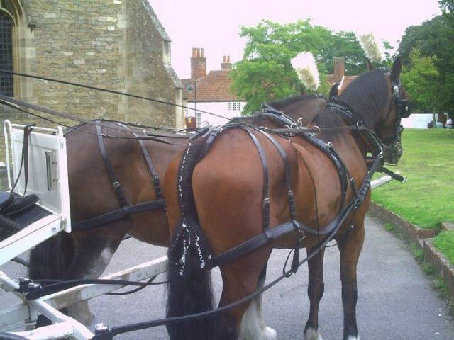 Bramble Farm Carriage Hire, Cars and Horse Drawn Carriages in Wiltshire