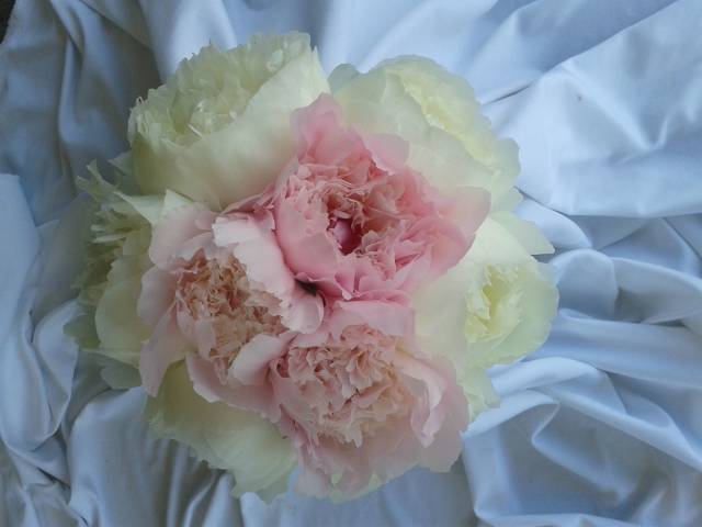 Fleur de Lynn , Florists in Sussex East