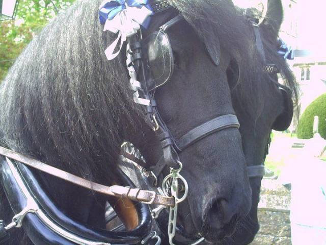 Bramble Farm Carriage Hire, Cars and Horse Drawn Carriages in Wiltshire