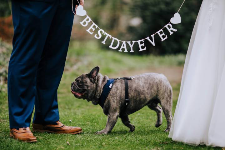 William Cecil Hotel, Dog Friendly Venues in Lincolnshire