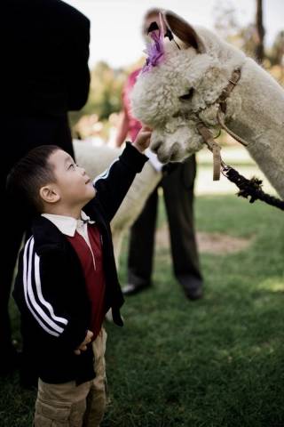 Alpacas for Hire for weddings and Parties, Derbyshire