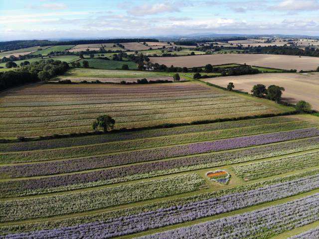 Shropshire Petals Confetti Flower Field