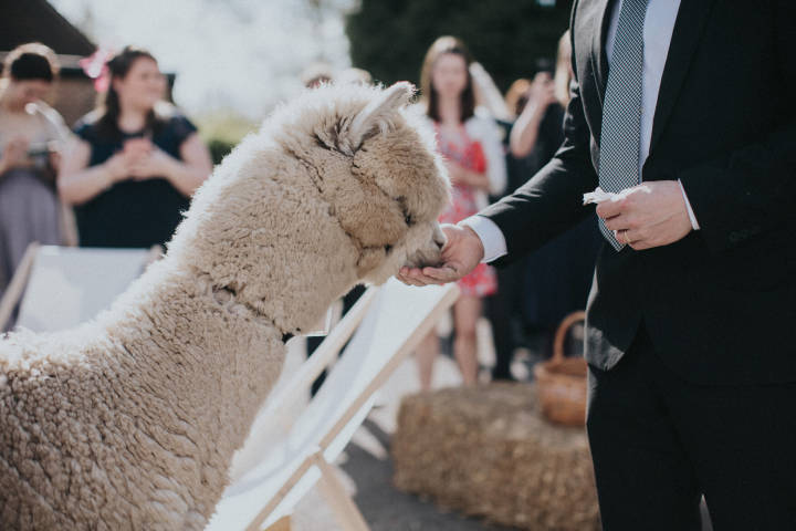 Alpacas for Hire for weddings and Parties, Derbyshire