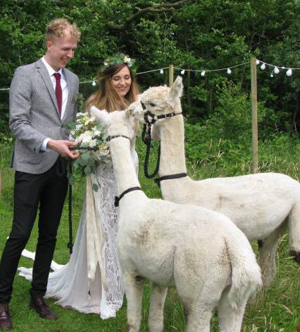 Alpacas for Hire for weddings and Parties, Derbyshire