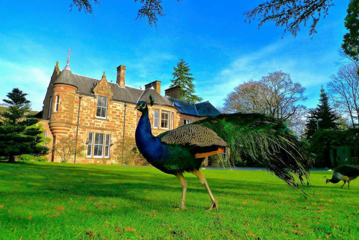 Family of Peacocks roam the grounds