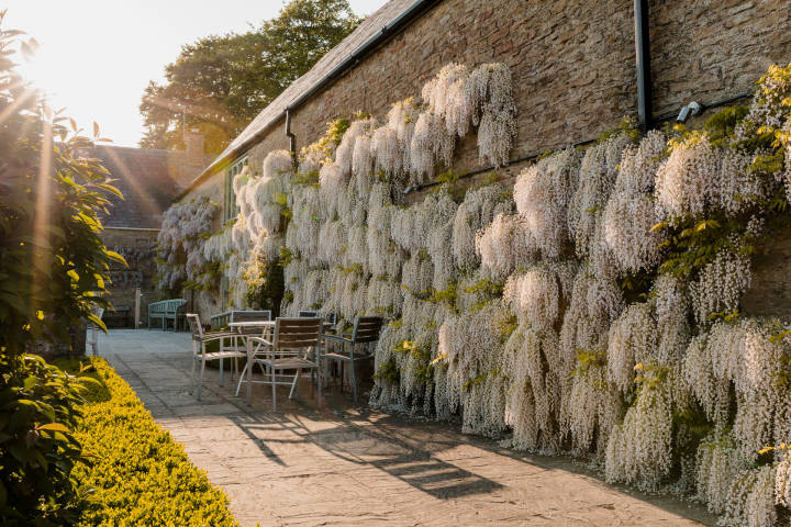 The Great Barn, barn wedding venue Oxfordshire - wisteria on patio