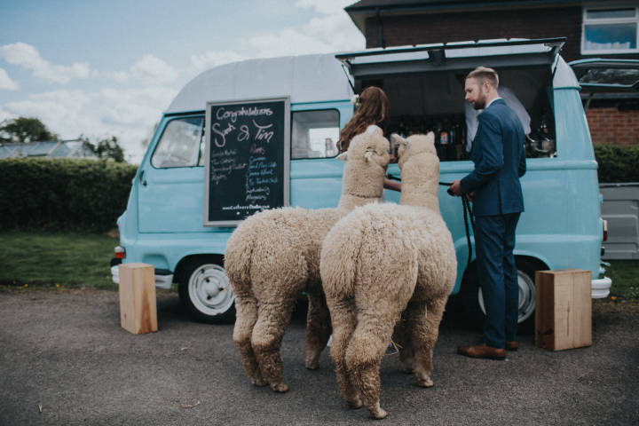 Alpacas for Hire for weddings and Parties, Derbyshire