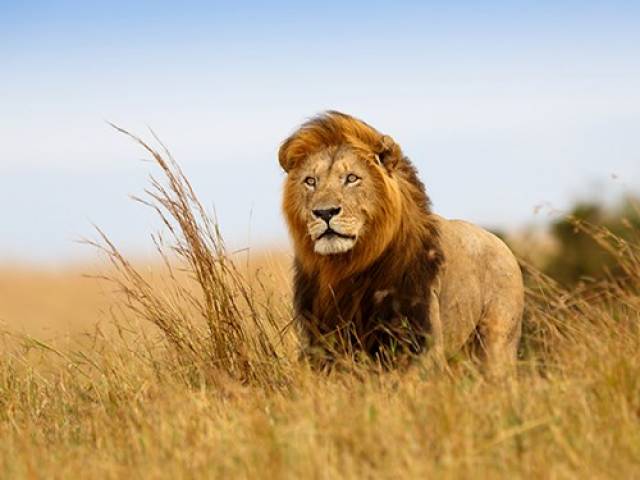 Honeymoons in Africa look at Travel Counsellors - Christine Harvey Honeymoons in Berkshire