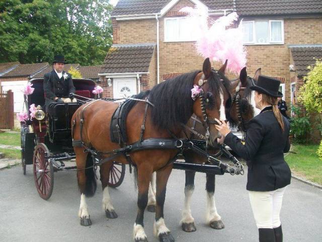Bramble Farm Carriage Hire, Cars and Horse Drawn Carriages in Wiltshire