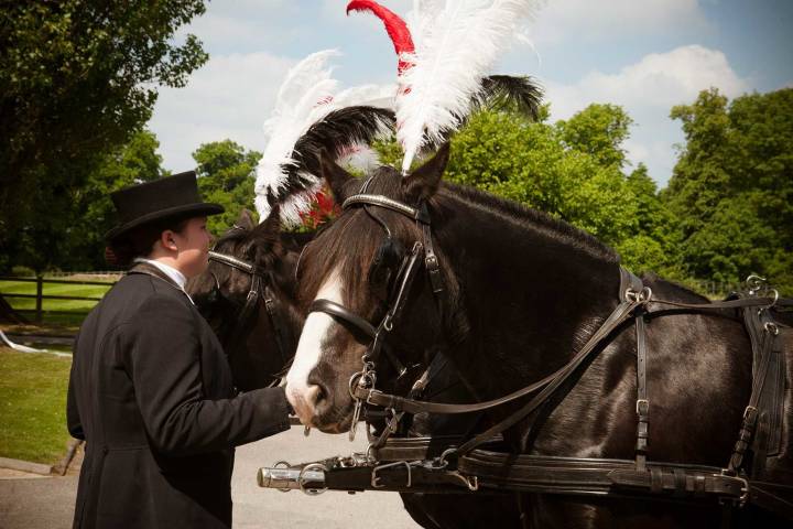 Just Dandy Horse & Carriage,Cars & Horse Drawn Carriages in Kent