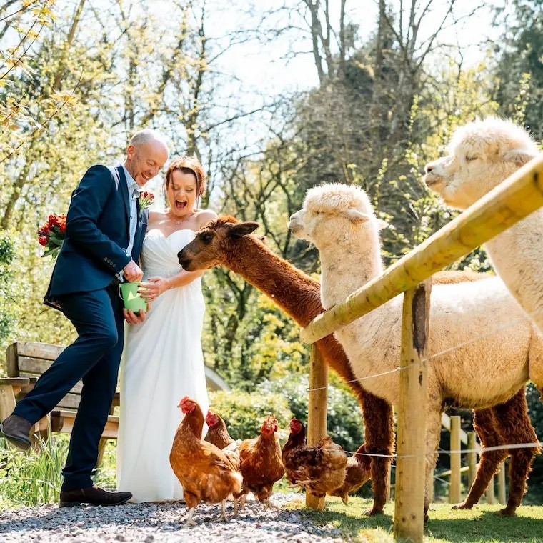 Elopement Weddings with Alpacas