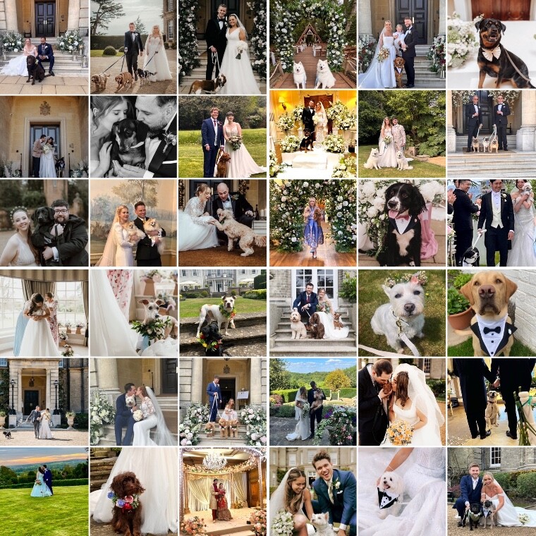 Canine Chaperone Service 