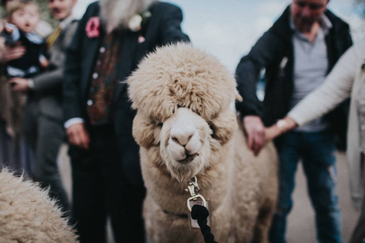Alpacas for Hire for weddings and Parties, Derbyshire